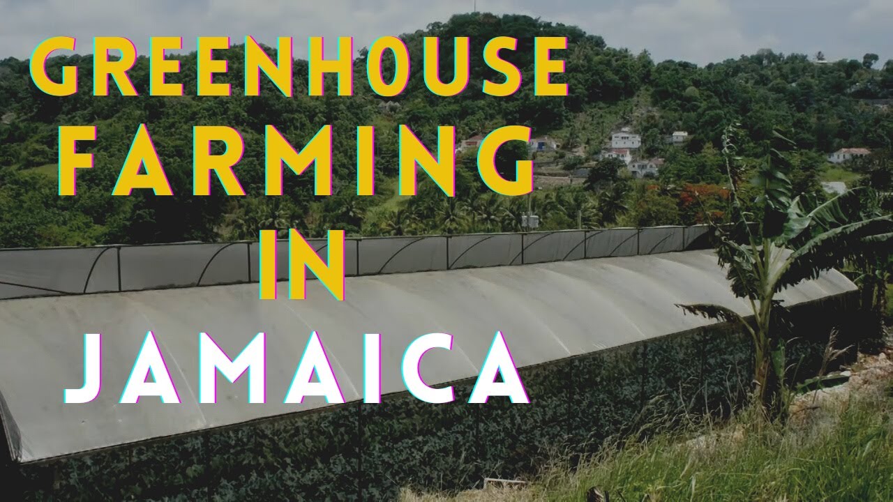 Greenhouse farming in Jamaica