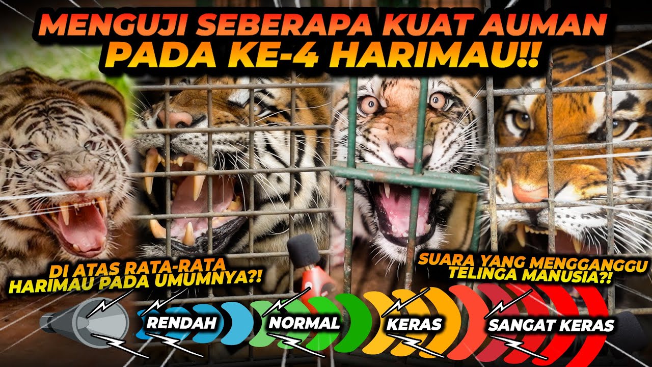 MENGUJI SUARA AUMAN HARIMAU ! TEONA DAN ESHAN MEMPUNYAI SUARA AUMAN DIATAS RATA2 ?!