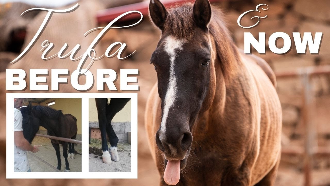 HORSE STOPPED WINNING SO WAS LEFT TO DIE | Meet our horses: EP.1 Trufa, Tenerife Horse Rescue