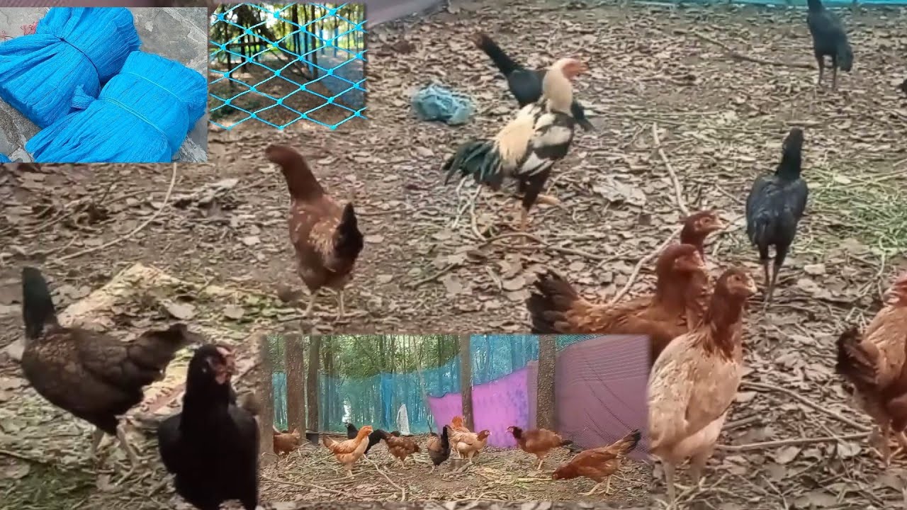 NatuKolla Pempakam In Telugu | Low Cost Shed & net for Poultry Farming/Country Chicken/PSR Palleturi