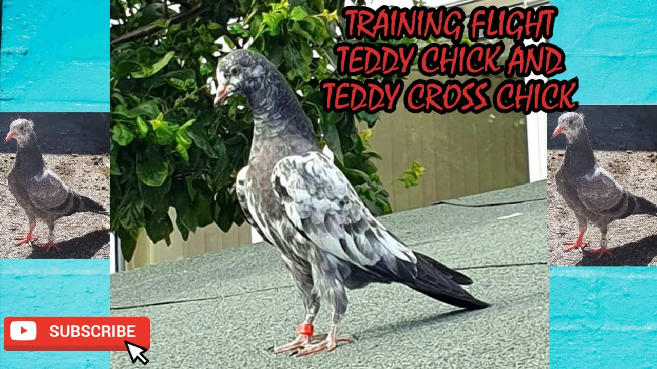 Baby Pigeon Training. Teddy Pigeon Chick and Teddy Pigeon Cross Chick