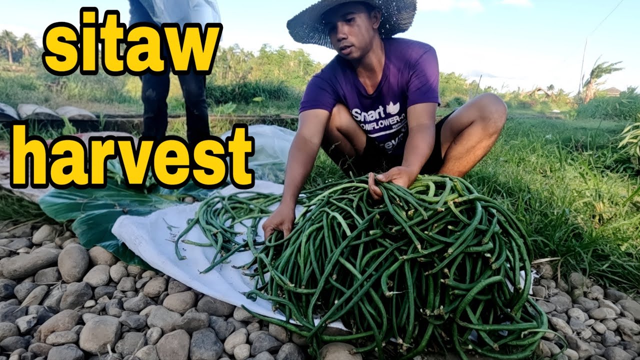 Sitaw harvest NASA 100 pesos ang farm gate