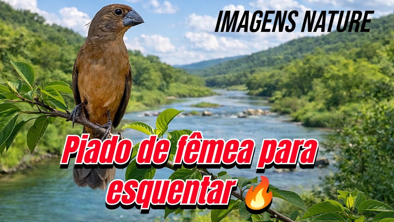 F&ecirc;mea de curi&oacute; piado para esquentar e estimular macheando e chamando 