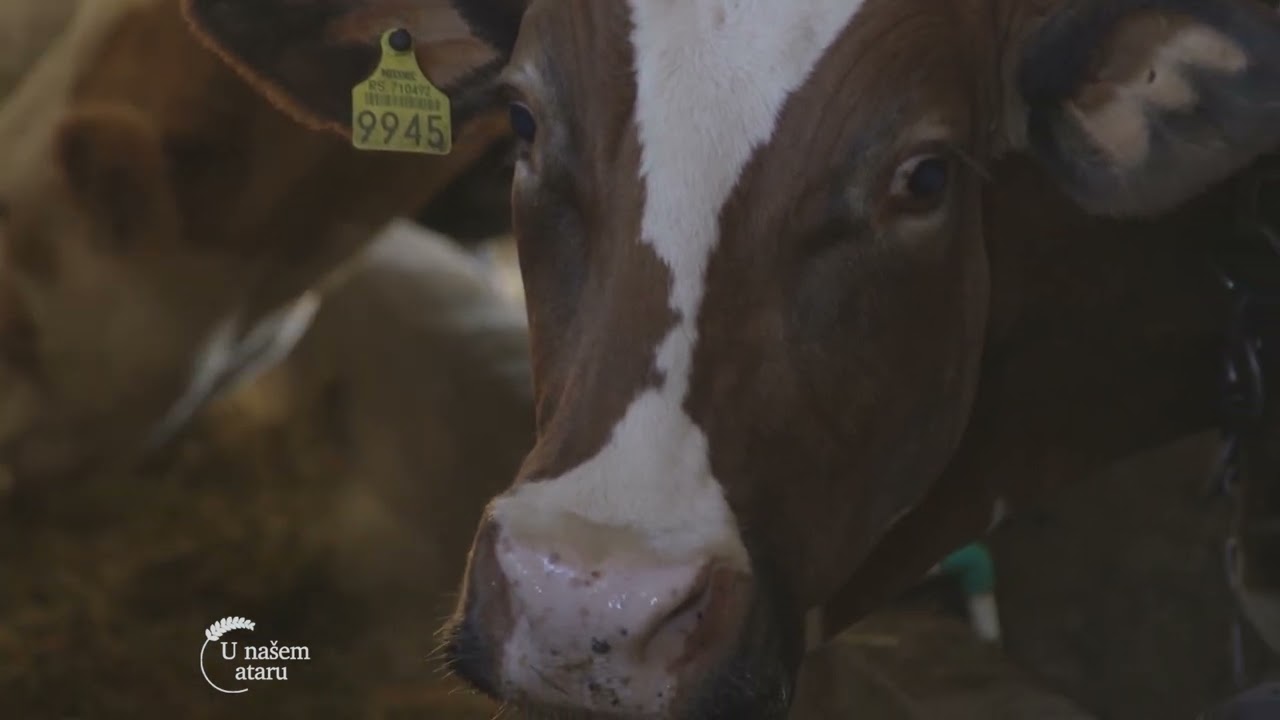 Farma KRAVA i proizvodnja mleka, VETERINARA koji se VRATIO na SELO - U nasem ataru  971