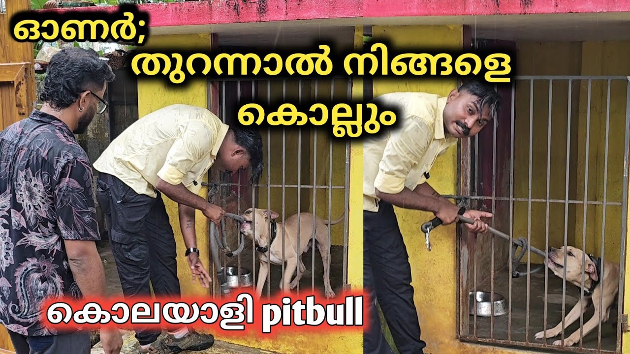 കൊല്ലുമെന്ന് പറഞ്ഞാൽ കൊല്ലും.. pitbull challange..Leash Talks