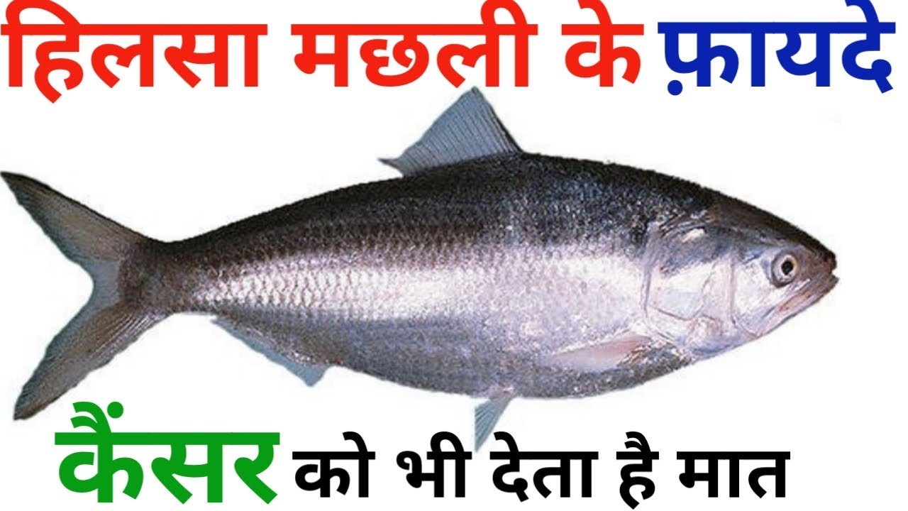 Hilsa fish benefits for human body || हिलसा मछली के फ़ायदे #hilsa