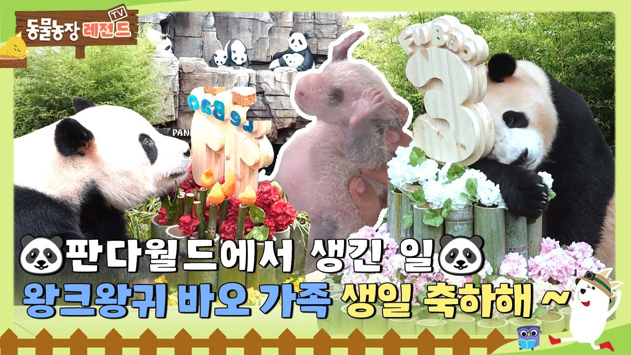 [#TV동물농장] 동생바오들이 태어난 후 바오가족에게 생긴 변화🐼 / EP.1134 #TV동물농장 #AnimalFarm #SBSstory