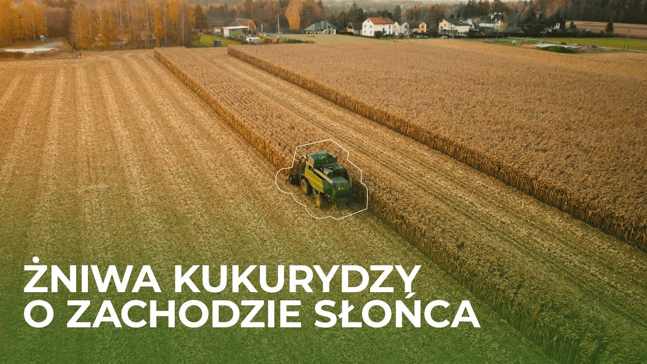 Zbiór KUKURYDZY w zachodzącym słońcu I John Deere T560i