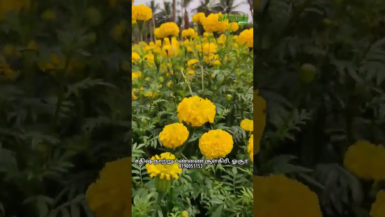 Vishnu Yellow ball marigold flowers before harvestand after harvest மஞ்சள் கேந்தி பூ tamil # shorts