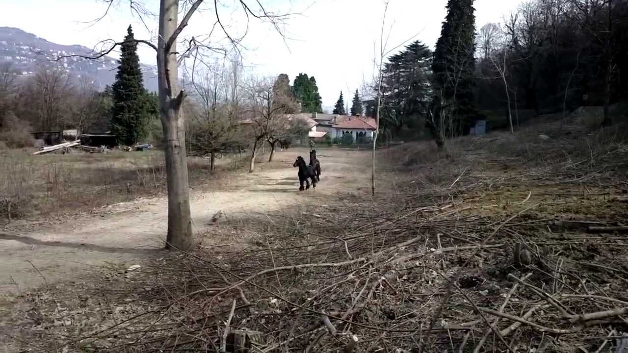 puledri che giocano!