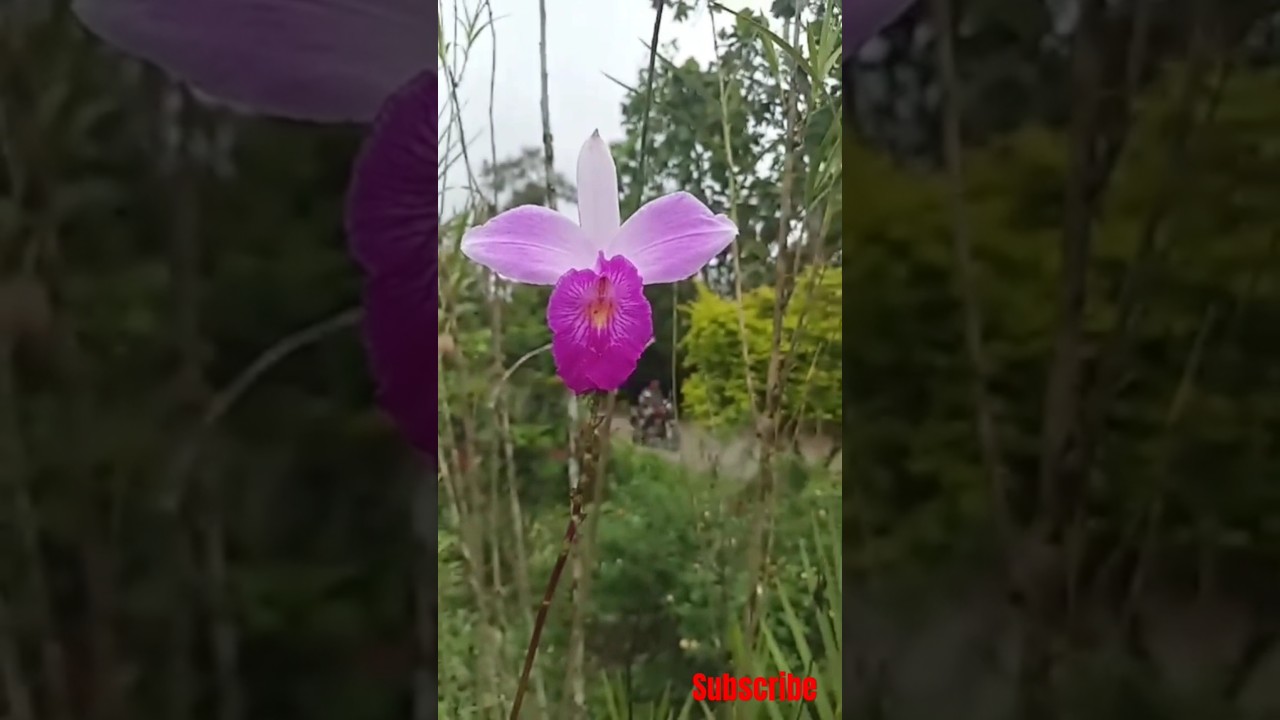 Qu&eacute; belleza 😍 #natutaleza#flores#short#viral