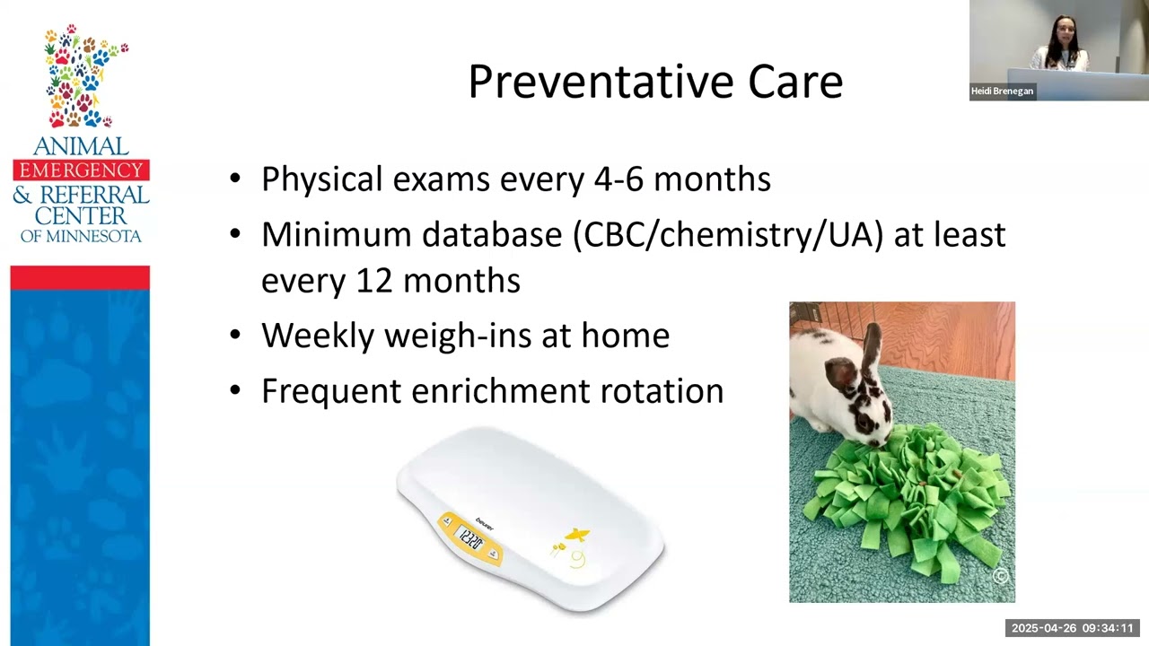 Care and Consideration of Geriatric Rabbits