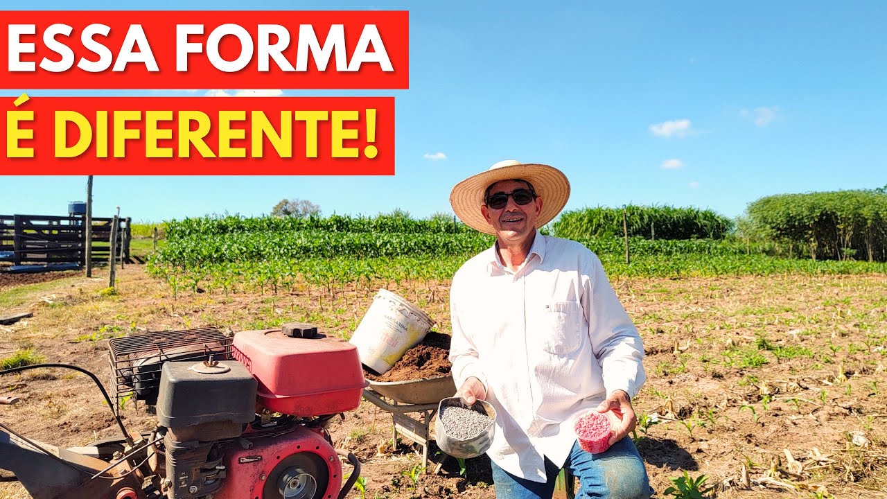 Como Plantar MILHO VERDE de Forma Diferente, que GERMINA todas as SEMENTES! (Passo a Passo).