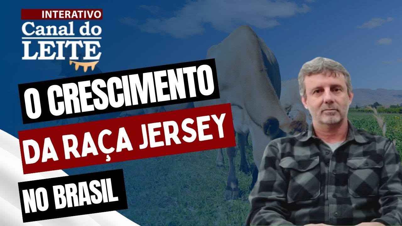 O crescimento da Raça Jersey no Brasil - CL Interativo 18/10/2021