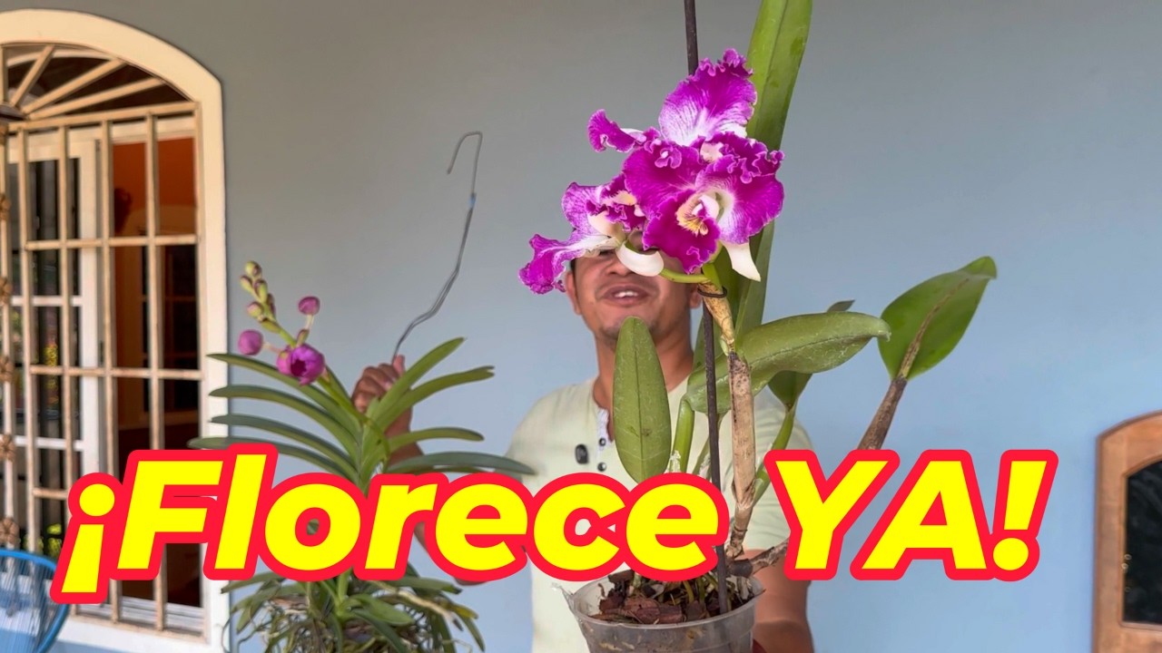 Abono barato y efectivo que hará florecer tus orquídeas sin fallar #orquidias #orchid #abonocasero