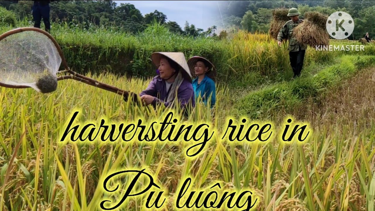 m&ugrave;a gặt P&ugrave; Lu&ocirc;ng || @Long Lanh TV #longlanhtv    #miềnn&uacute;it&acirc;ybắc  #giangthivang #chaovlog