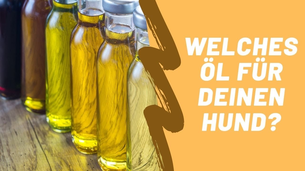 Welches Öl für deinen Hund? Was ist mit Omega-3? Und warum sind Sonnenblumen- und Lachsöl riskant?