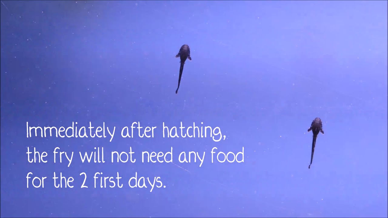 How to breed Royal Whiptail successfully