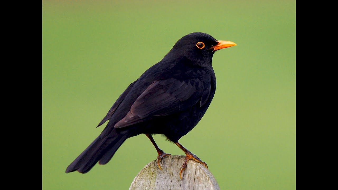 karatavuk / Blacbird / Turdus Merula