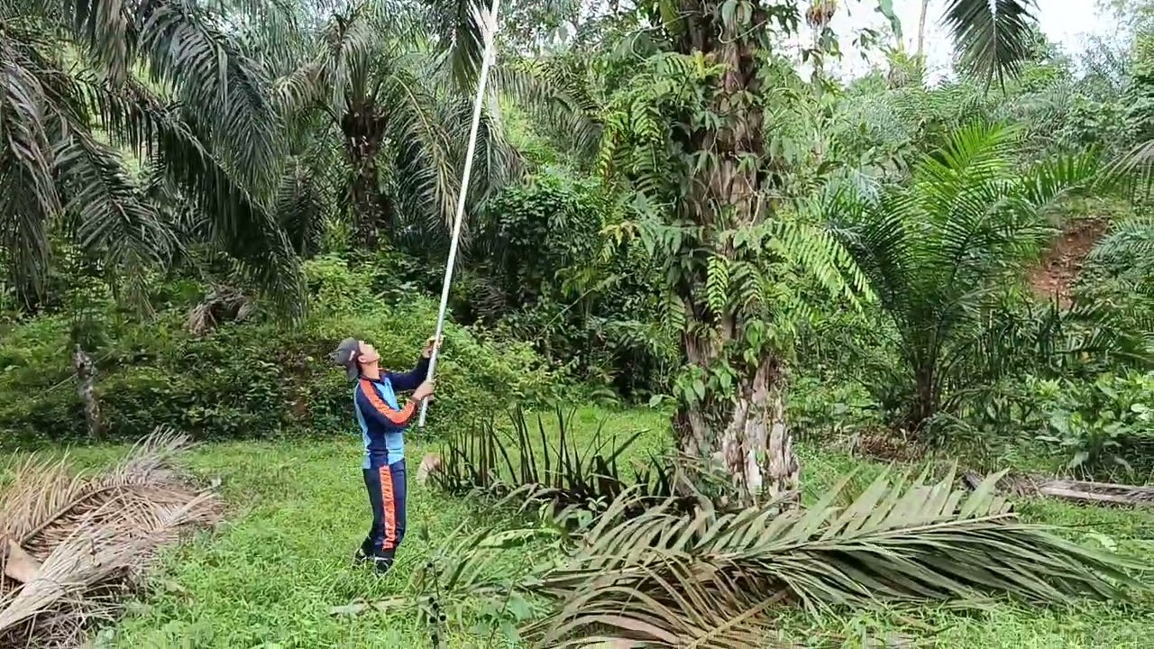 Memanen Di Kebun Sawit Boss Muda Part 2
