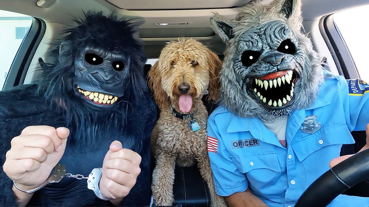 Puppies Surprise Dancing Car Ride Chases