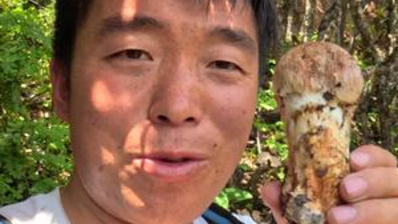 采松茸不仅要靠实力还得靠运气，今天运气爆棚，不断采到大松茸 #在拍一种很新的vlog #我的乡村生活 #小金松茸 #野生菌 #乡村守护人