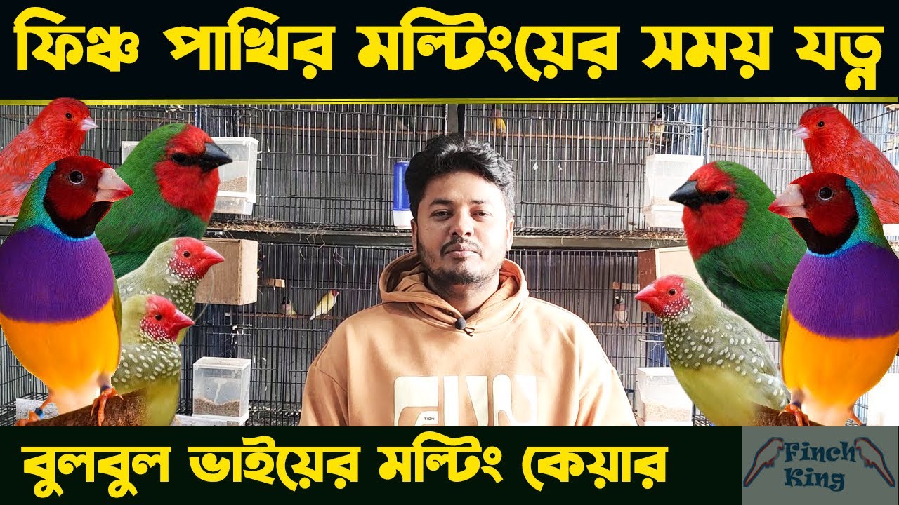 Finch Bird Moulting Care - ফিঞ্চ পাখির জন্যে বুলবুল ভাইয়ের মল্টিং কেয়ার