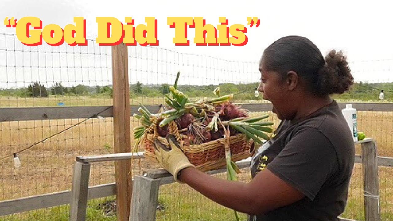 We Planted in Faith… Now Look at This Harvest! 🧅🌿 (Onions & Tomatillos)
