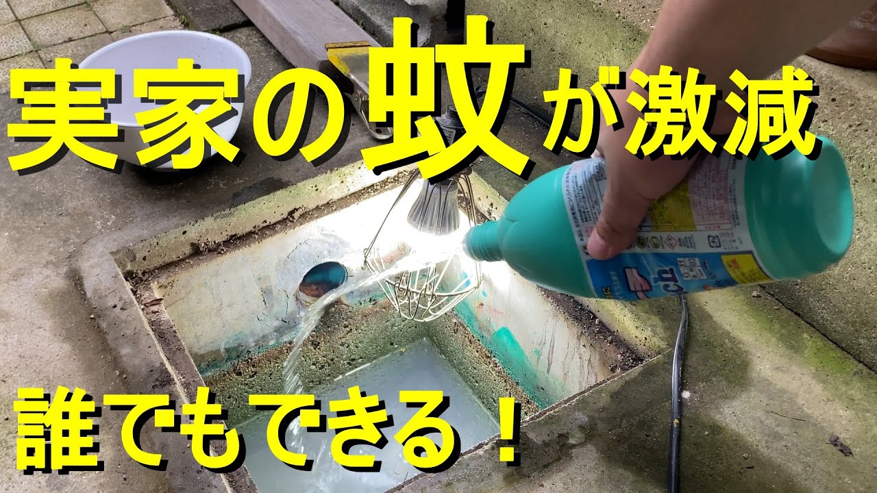 蚊とボウフラ退治・親孝行！実家の蚊が激減！！ハイターとアースジェットで効率良く実家の蚊とボウフラをやっつける！100均ハイターはボウフラに効果あるのか？！　害虫駆除・親孝行にぜひ！