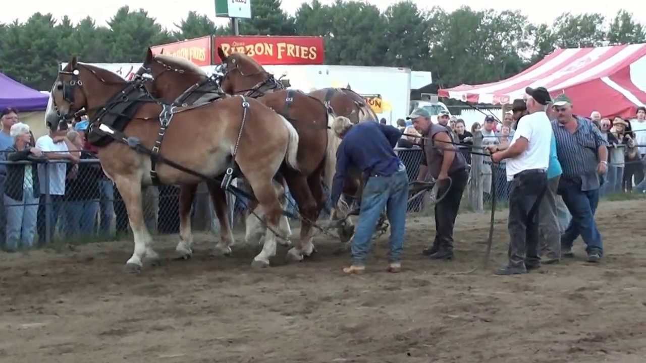 Blue Hill Fair 2013 3-Horse Hitch