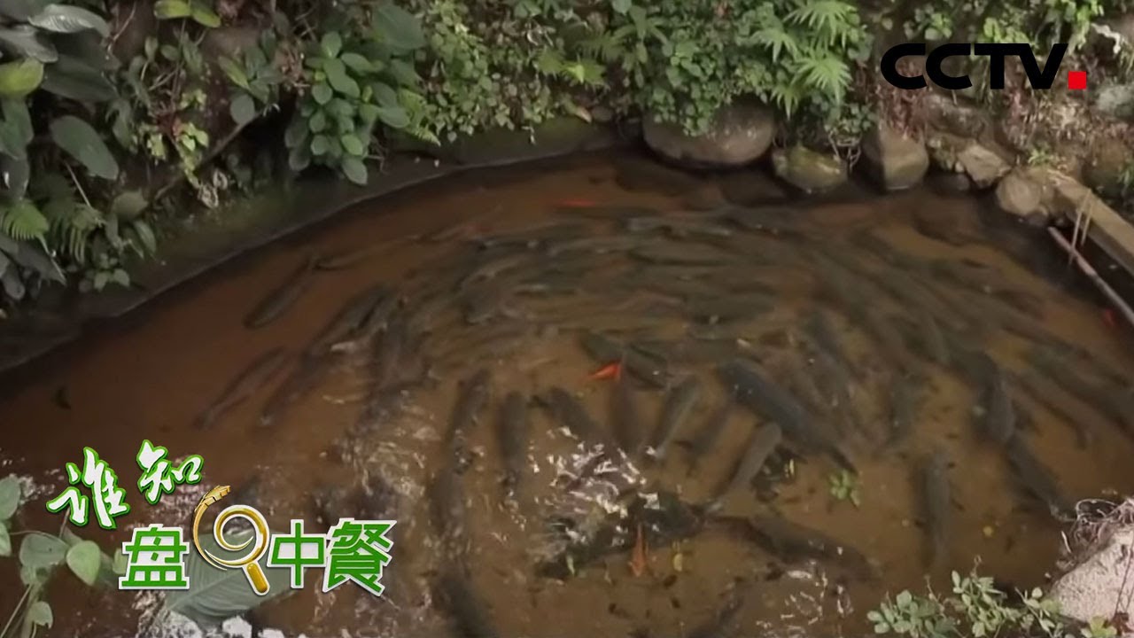 《谁知盘中餐》古法养鱼背后的财富秘密 创新妙招如何称霸市场 20200426 | CCTV农业