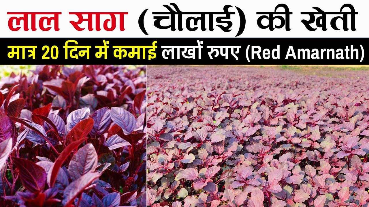 लाल साग की खेती | Red Spinach farming | लाल भाजी | saag ki kheti | चौलाई की खेती | Red Amarnath