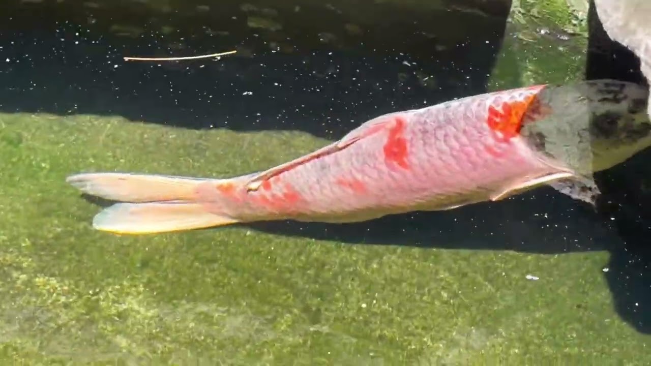 We took a risk saving these fish but we may not win them all 😢 