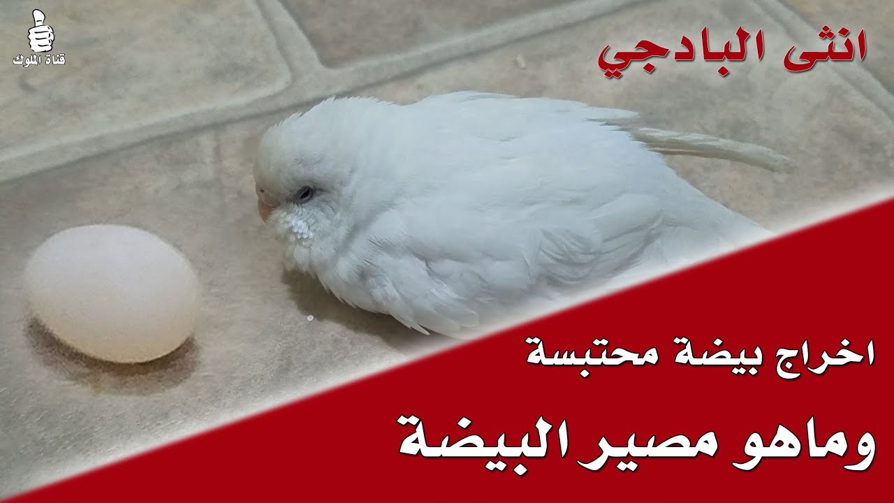 اخراج بيضة محتبسة من انثى بادجي البينو |  وماهو مصير البيضة بعد خروجها ؟