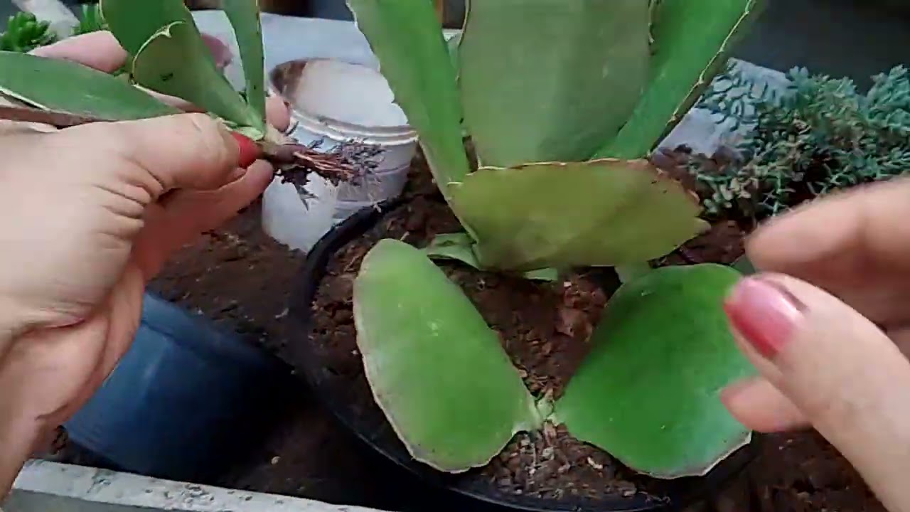 Replante,sincepala,colar de princesa e outros #suculentas #plantas #tempodeflorescer #jardim 