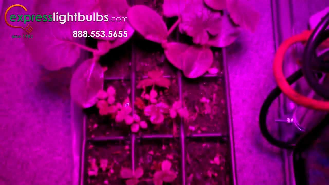 Grow Panel 45 LED Growlight Time Lapse Set Up Tutorial