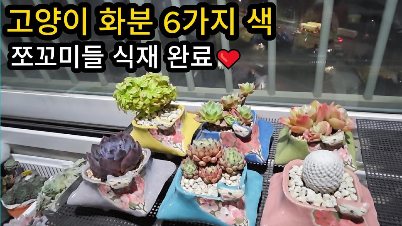 고양이분에 쪼꼬미 식재하기
