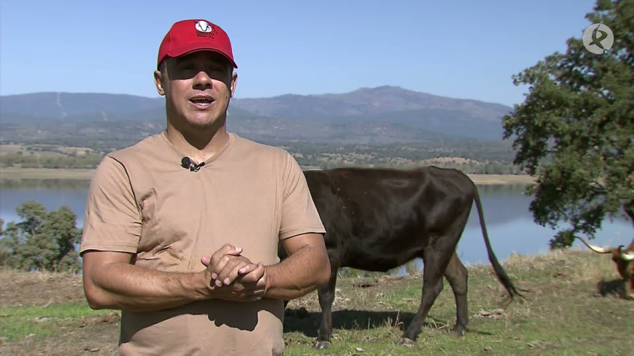 Wagyus que pastan en las dehesas de Santibáñez el Alto | Territorio Extremadura
