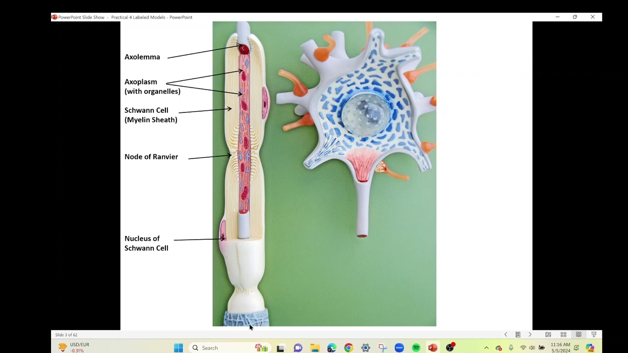 Practical 4 Neuron Models