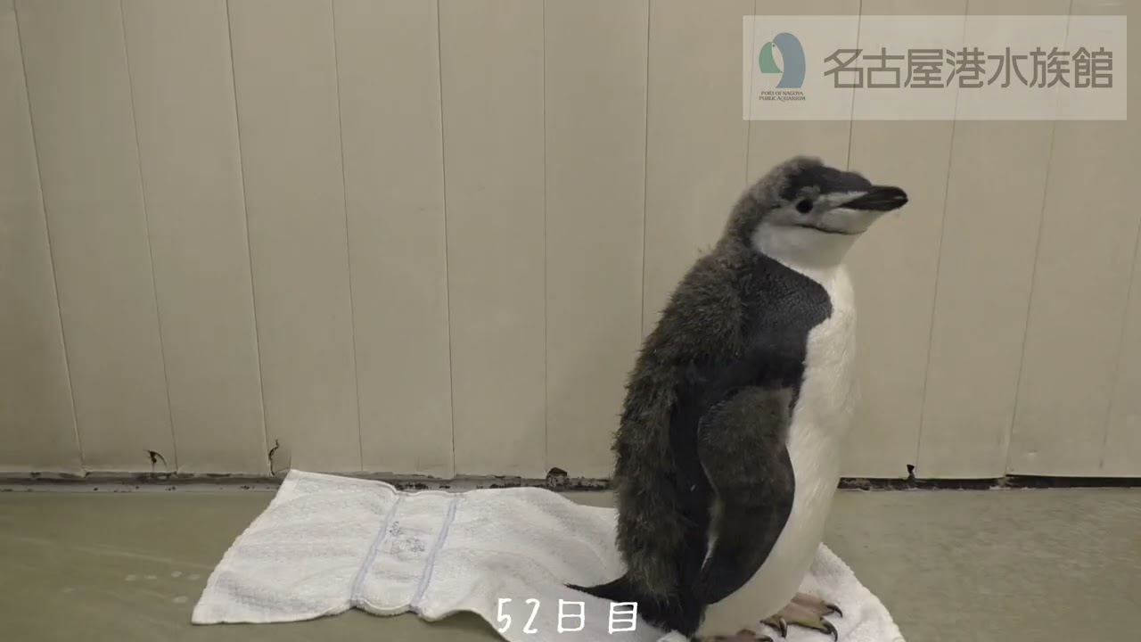 約１分で見るペンギンのヒナの成長～ヒゲペンギン編～　#shorts　#名古屋港水族館