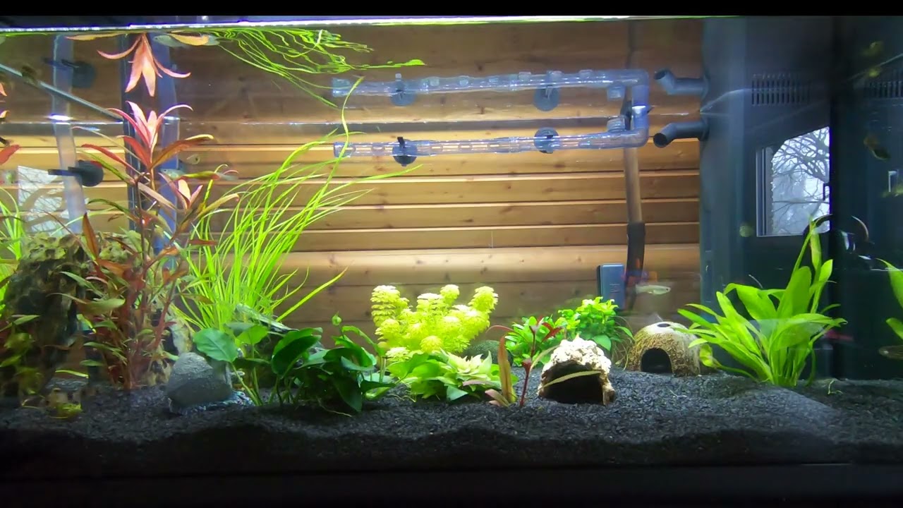 202512 - Mein Aquarium