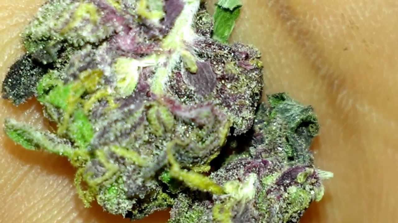 Super PURPle GRAPE APE mariujuana cannabis THC (TETRAHYDROCANNABINOIL)
