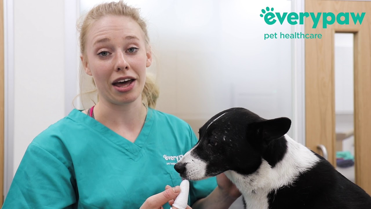 How to Clean Your Dog's Teeth