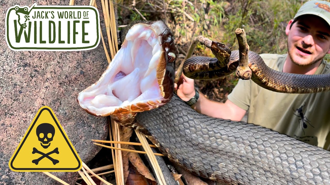 COTTONMOUTHS! Are they AGGRESSIVE? The Truth Behind These Snakes