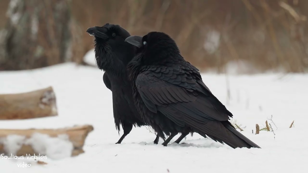 Paprastasis kranklys (Corvus corax)