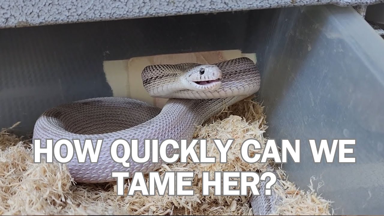 ANY SNAKE CAN be tamed. It's more difficult and intimidating the longer you wait.