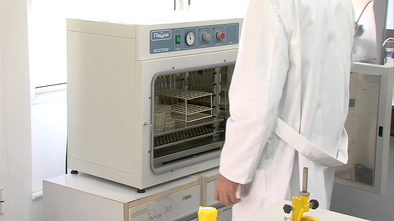 P. Microbiología. Empleo de medios diferenciales para la identificación de Bacterias. Vídeo 7