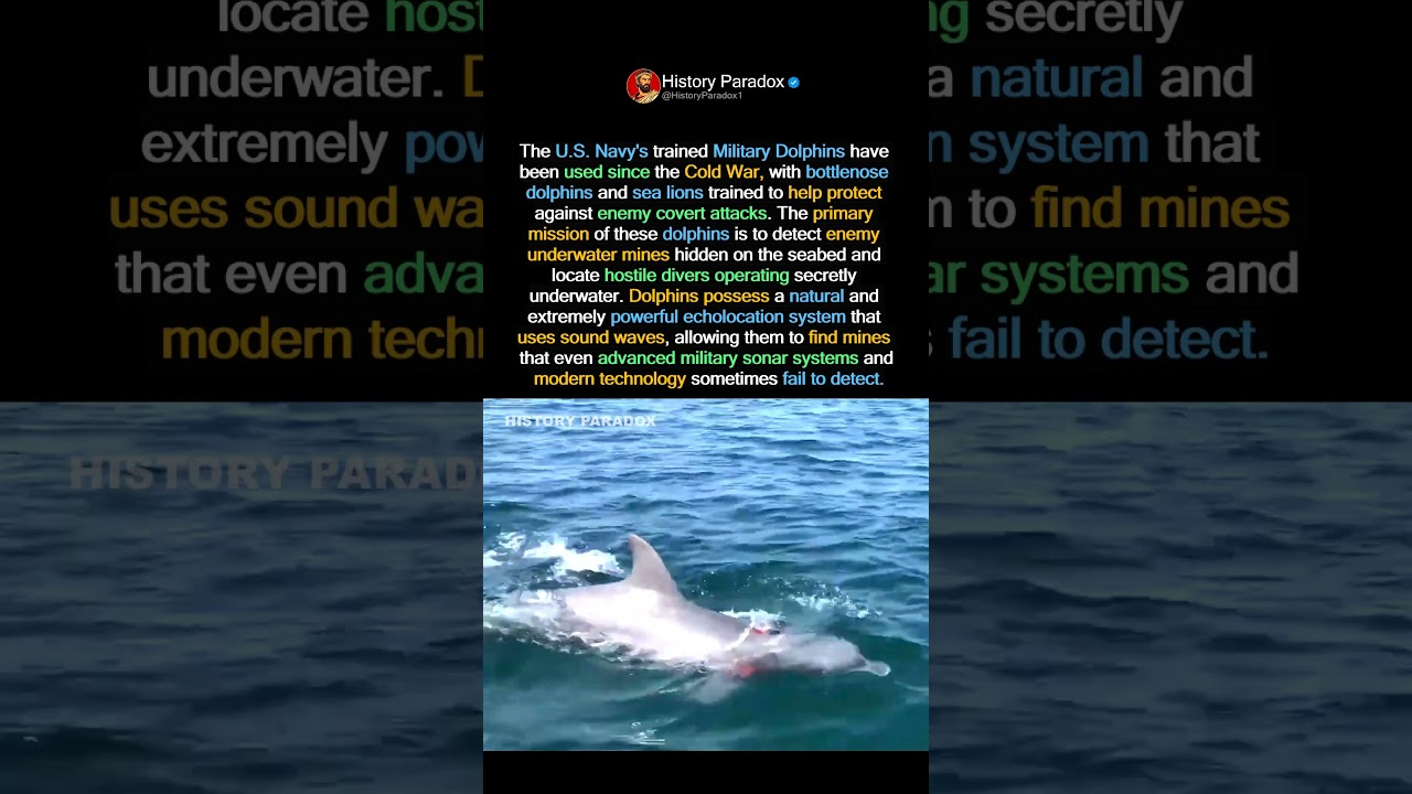 The Navy&rsquo;s Strangest Soldiers Were Dolphins 🐬🔥