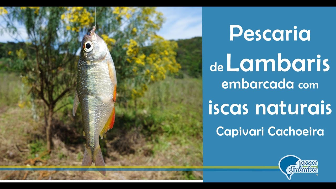 Pesca de Lambaris embarcada com iscas naturais na Represa do Capivari Cachoeira - PR