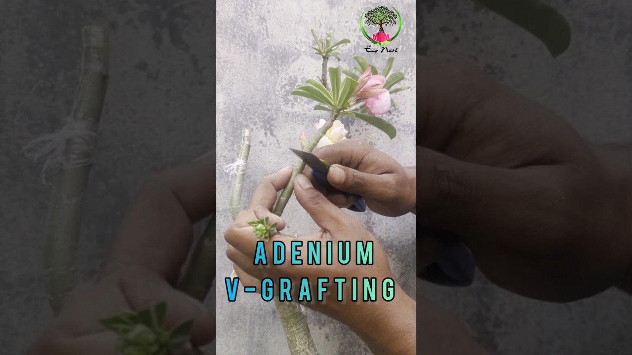 how to easily graft Adenium using V-grafting technique #grafting